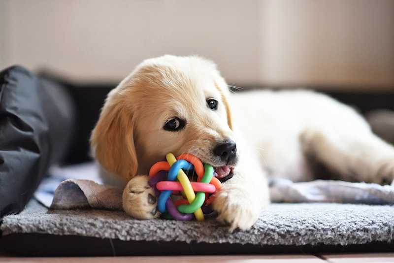 Pet Toys