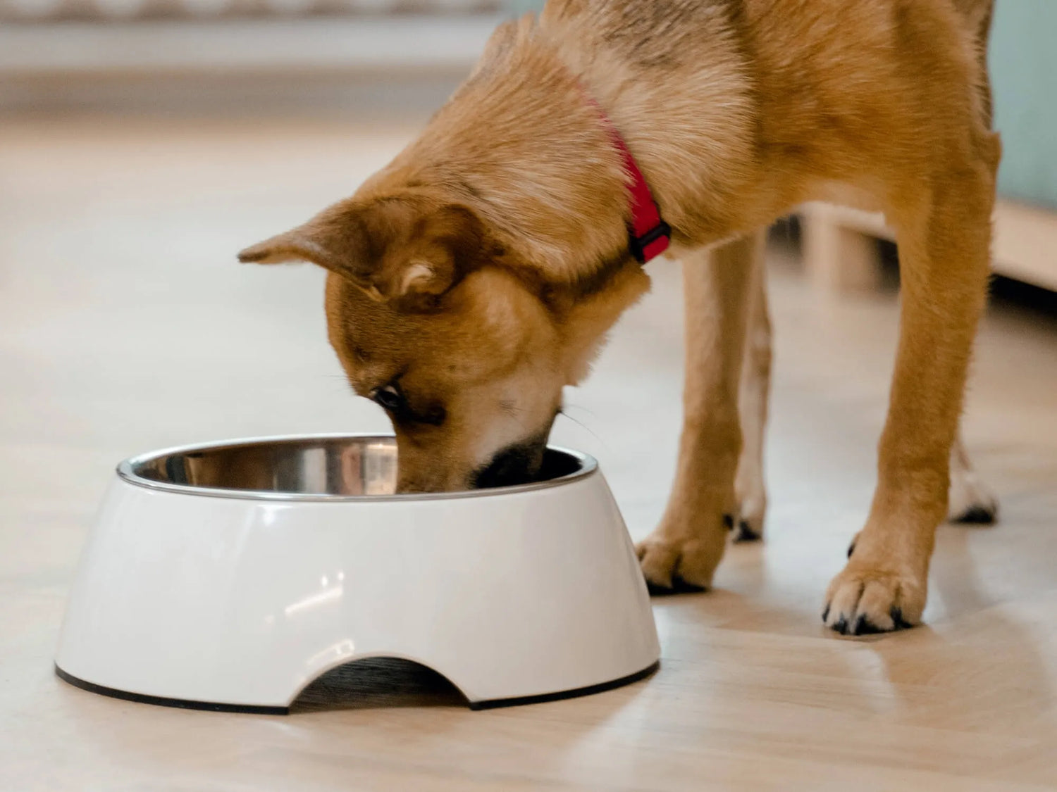 Pet Bowls &amp; Feeders